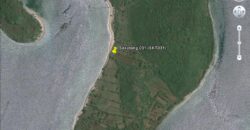 SIUNG BATU PUTIH  1 SEKOTONG
