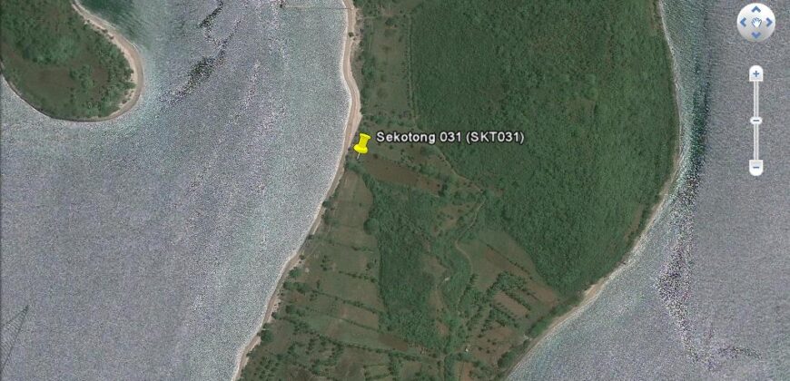 SIUNG BATU PUTIH  1 SEKOTONG