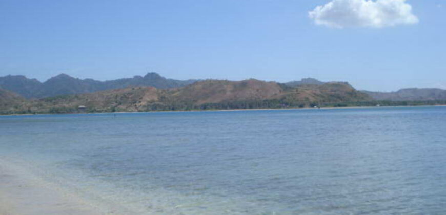 SIUNG BATU PUTIH  1 SEKOTONG