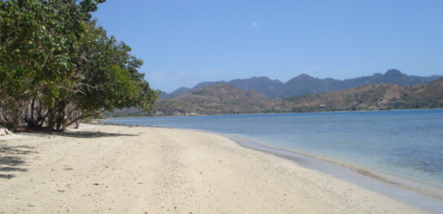 SIUNG BATU PUTIH  1 SEKOTONG