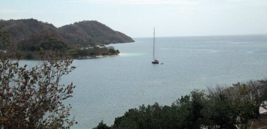 SIUNG BATU PUTIH  1 SEKOTONG