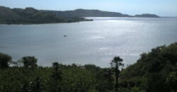 SIUNG BATU PUTIH  1 SEKOTONG