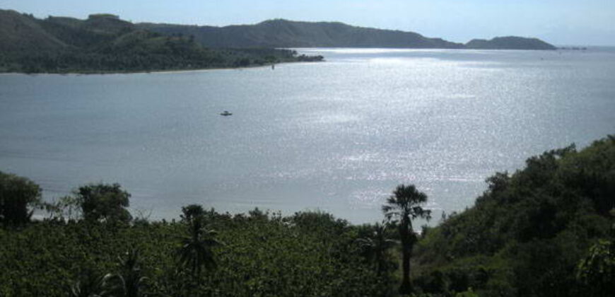 SIUNG BATU PUTIH  1 SEKOTONG