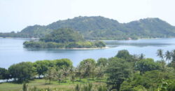 SIUNG BATU PUTIH  1 SEKOTONG