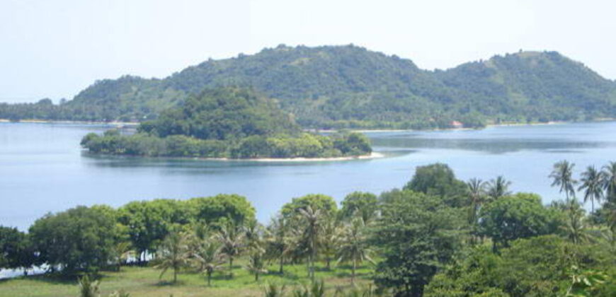 SIUNG BATU PUTIH  1 SEKOTONG