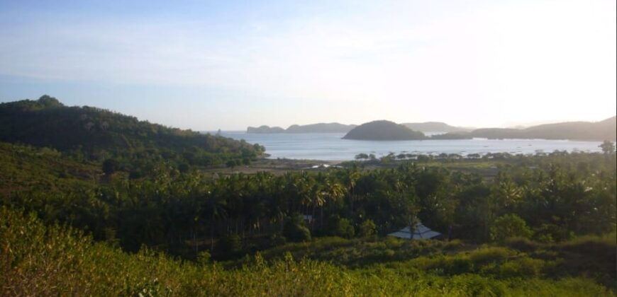 TAKAR AKAR MERTAK LOMBOK TENGAH