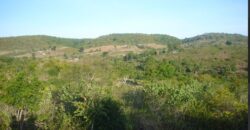 TAKAR AKAR MERTAK LOMBOK TENGAH