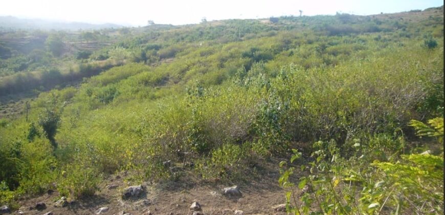 TAKAR AKAR MERTAK LOMBOK TENGAH