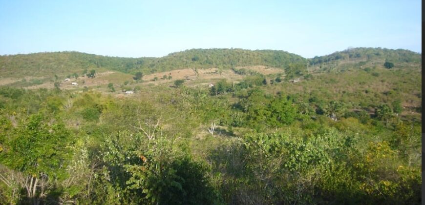 TAKAR AKAR MERTAK LOMBOK TENGAH