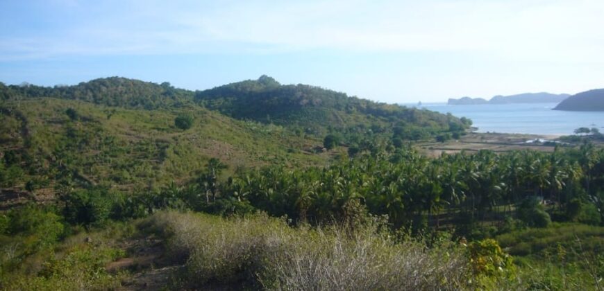 TAKAR AKAR MERTAK LOMBOK TENGAH