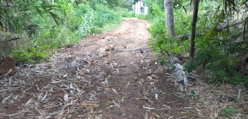 BUKIT KETAK (PRABU/ BANGKANG) KUTA LOMBOK TENGAH