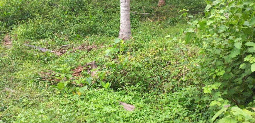 BUKIT KETAK (PRABU/ BANGKANG) KUTA LOMBOK TENGAH