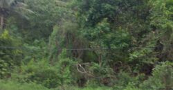 BUKIT KETAK (PRABU/ BANGKANG) KUTA LOMBOK TENGAH