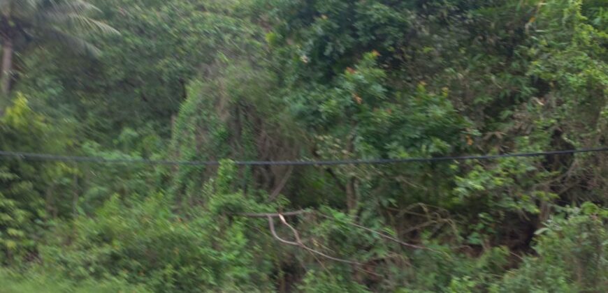 BUKIT KETAK (PRABU/ BANGKANG) KUTA LOMBOK TENGAH