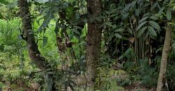 LAND FOR SALE – MERENDENG, KUTA LOMBOK