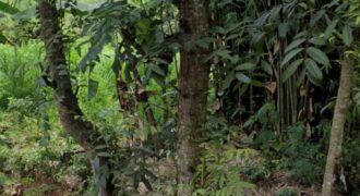 LAND FOR SALE – MERENDENG, KUTA LOMBOK