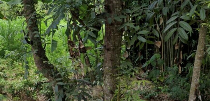 LAND FOR SALE – MERENDENG, KUTA LOMBOK